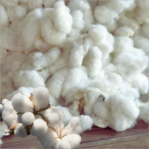 Raw Cotton