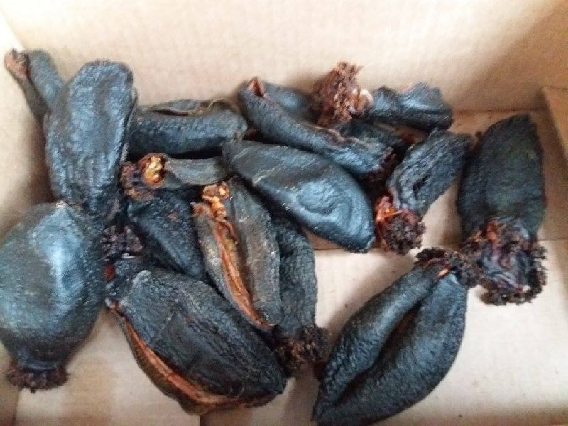 Iceland Sea Cucumber Manufacturer Supplier in Netherlands