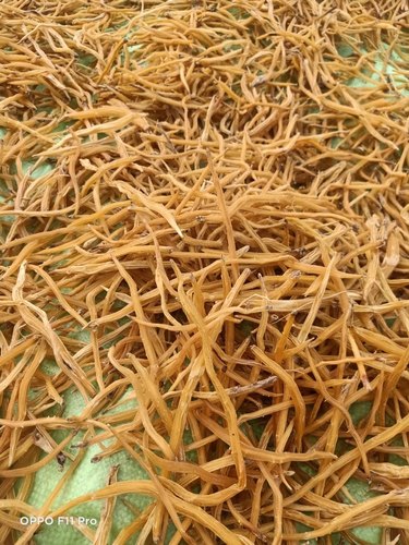 Yellow Shatavari Dry Root