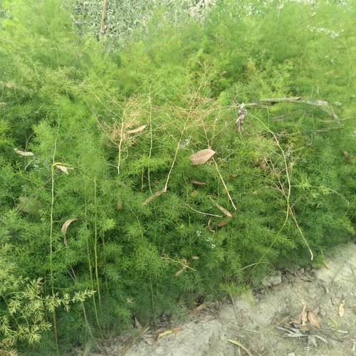 Yellow Shatavari Plants