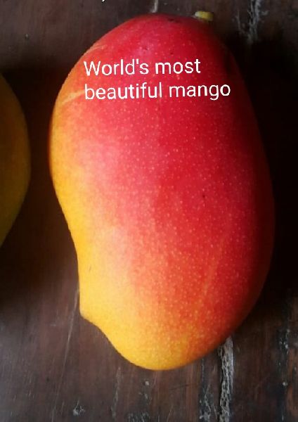 Husnara Mango Plant