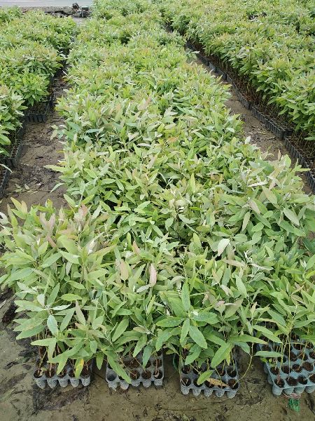 Hybrid Eucalyptus Plant