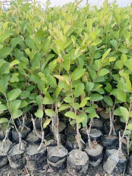 Kashmiri Ber Plant