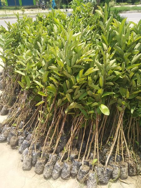 Lalit Guava Plant