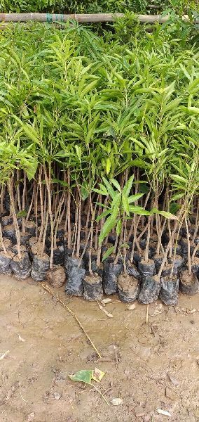 Swarnarekha Mango Plant