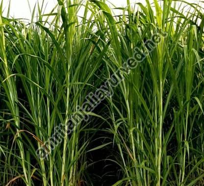 Napier Grass