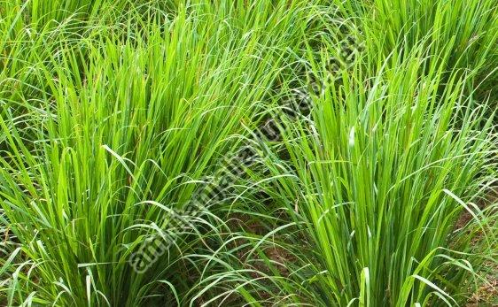 Palmarosa Grass