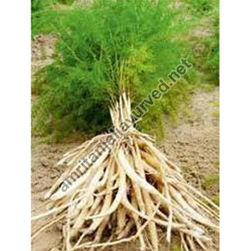 dry shatavari root
