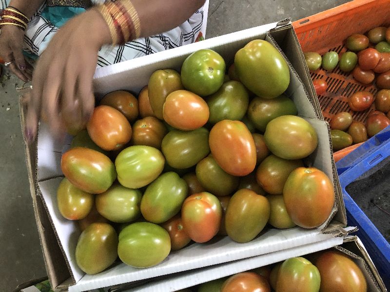 Fresh Tomato Export Quality