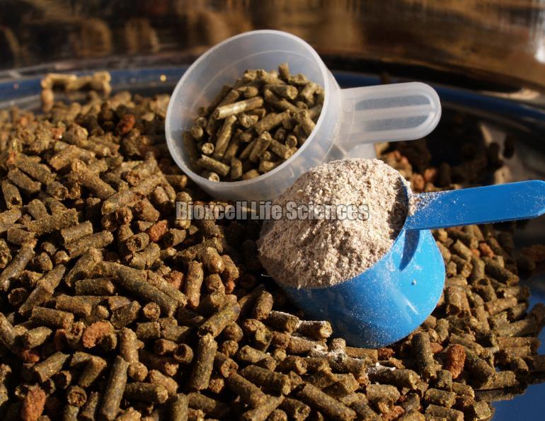 Equine Feed Supplement