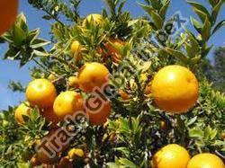 Citrus Paclobutrazol Insecticide