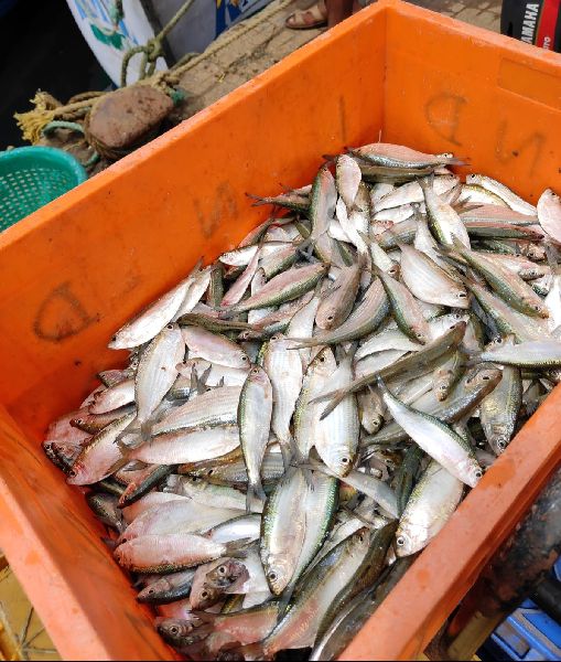 Indian  mackerel fish trader