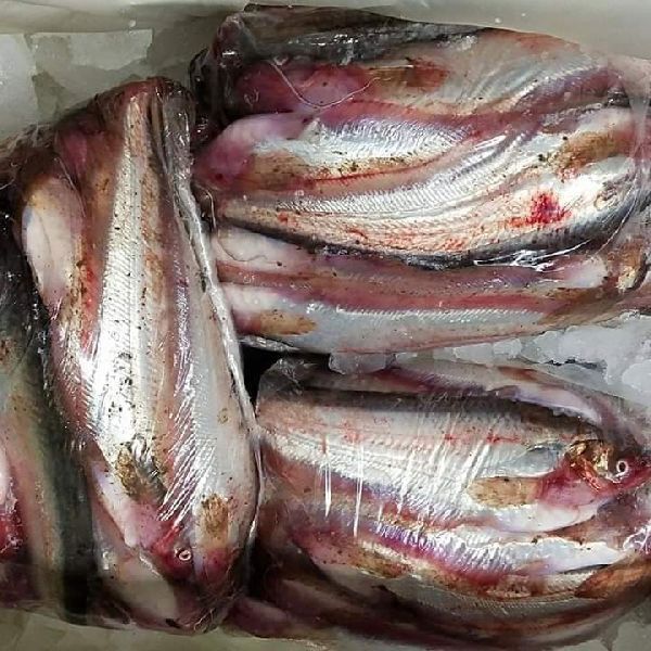 Papda fish