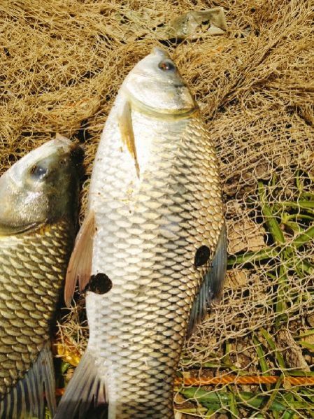 Rohu Fish
