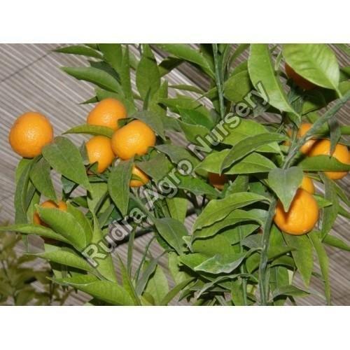 Kinnow Orange Plant