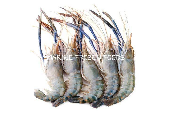 Freshwater Shrimp