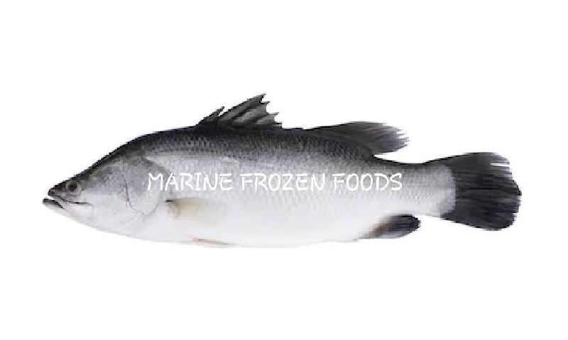 Frozen Barramundi Fish