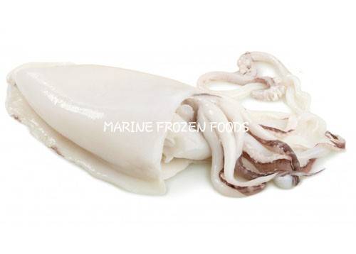 Frozen Cuttlefish