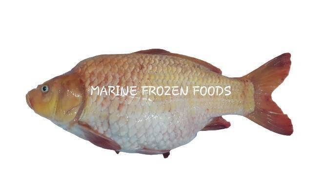 Frozen Karfu Fish