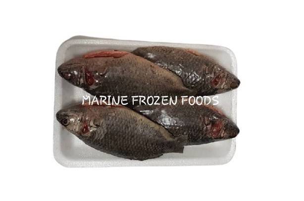 Frozen Koi Clean Tray Fish