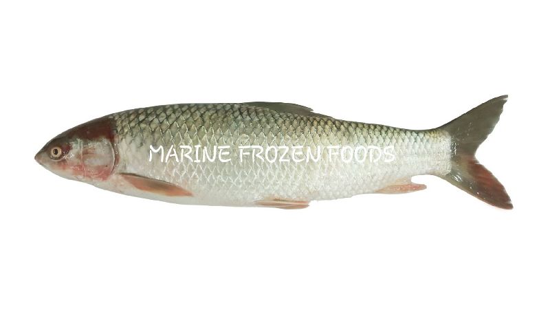 Frozen Mrigal Fish