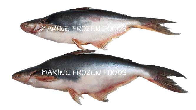 Frozen Pangasius Fish