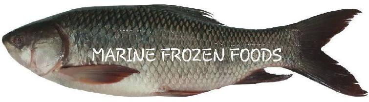 Frozen Rohu Fish