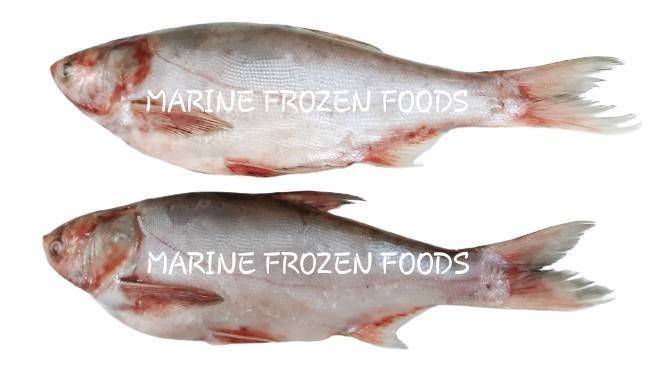 Frozen Silver Carp Fish Export Thailand  Frozen Silver Carp Fish Exporter  from Thailand