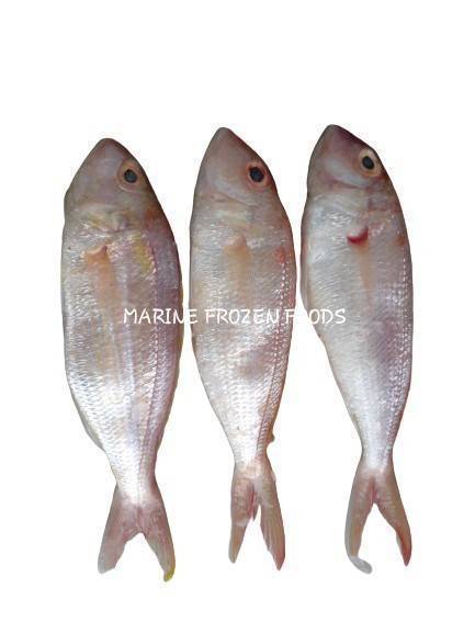 Frozen Threadfin Bream Fish