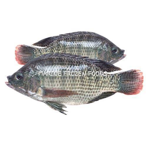 Frozen Tilapia Fish