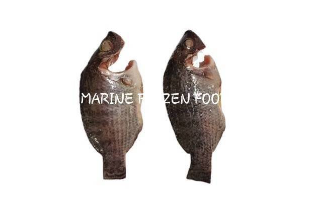 Frozen Tilapia GGS Fish