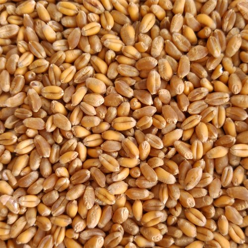 Golden Wheat Seeds