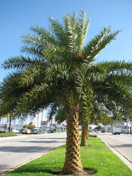 8 Feet Date Palm Tree