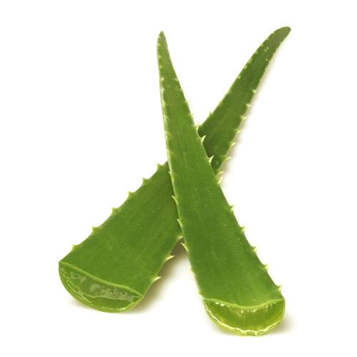 Aloe Vera Leaf