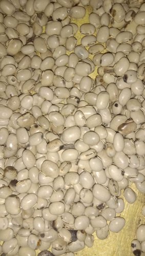 White Kaunch Seeds