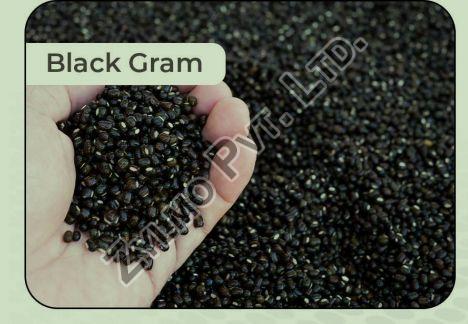Black Gram