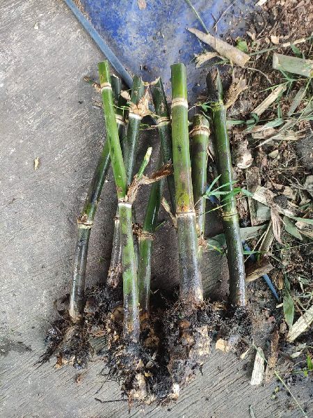 Tulda Bamboo rizhom plants