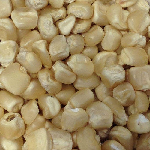Fodder Maize Seeds