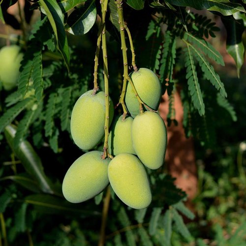 Mango Special Bio Fertilizer