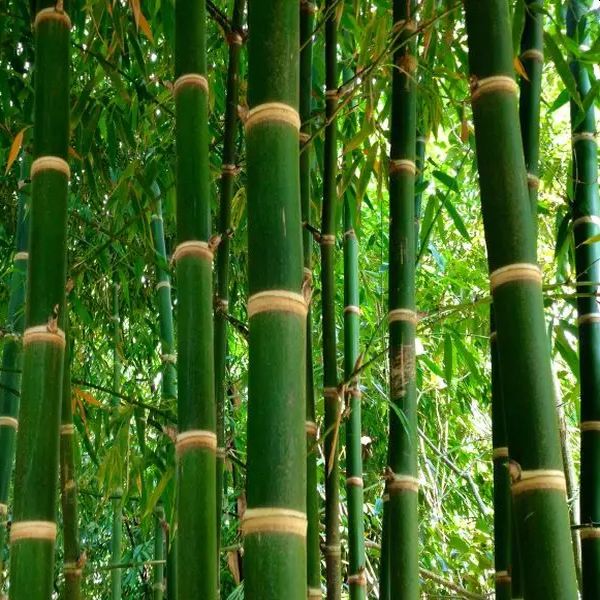 Natural Bamboo