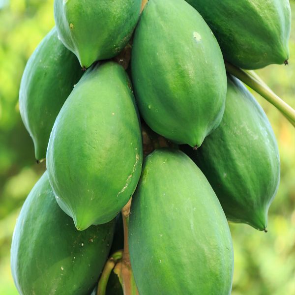 Papaya Contract Farming