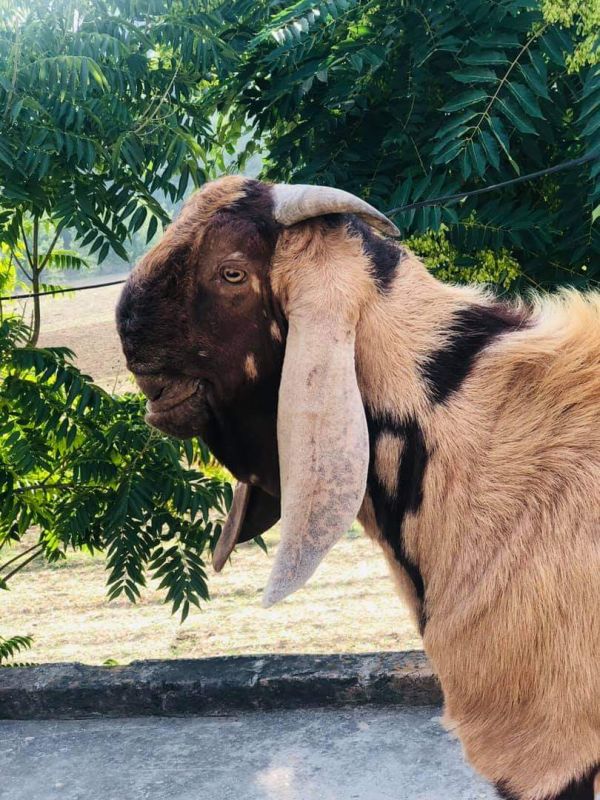 Sirohi Goat Contract Farming