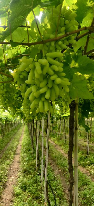 Grapes ( Black /Green )