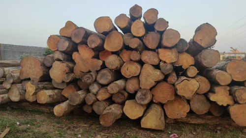 Colombia Teak Wood Logs