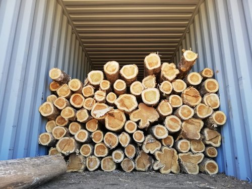 Panama Teak Wood Logs