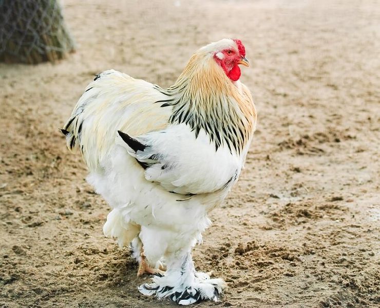 Live Brahma Chicken