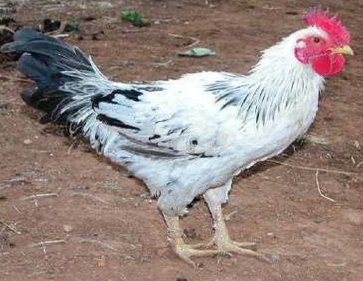 Live Busra Chicken