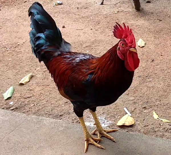 Live Gramapriya Chicken