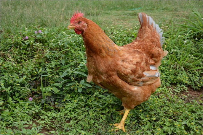 Live Pratapdhan Chicken