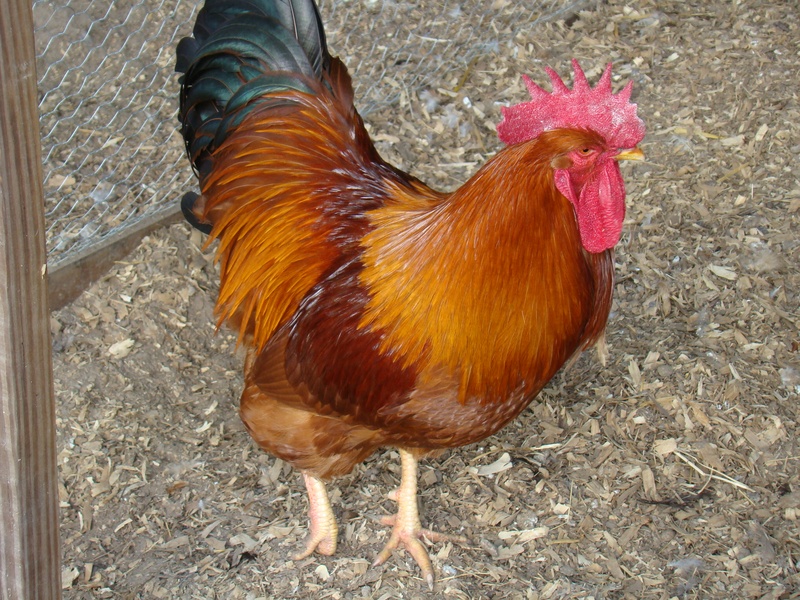Live Srinidhi Chicken